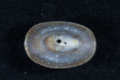Cymbula compressa