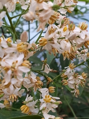 Angiospermae