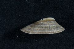 Cymbula compressa