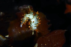 Diaphoreolis lagunae