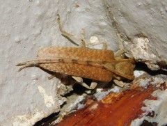 Stenidea alutacea