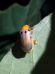 Exora obsoleta