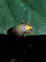 Exora obsoleta
