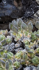 Draba novolympica