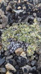 Draba novolympica