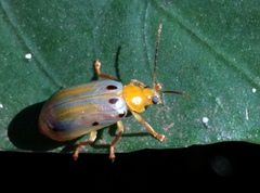 Exora obsoleta