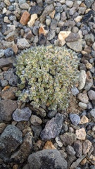 Draba novolympica