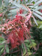 Angiospermae