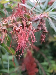 Angiospermae