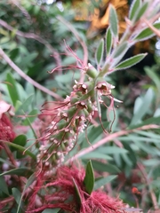 Angiospermae