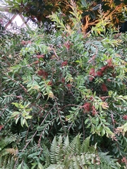 Angiospermae