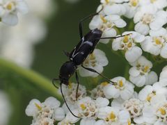 Chlorophorus sartor