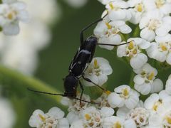Chlorophorus sartor