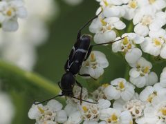 Chlorophorus sartor