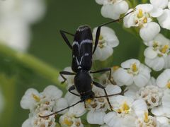 Chlorophorus sartor