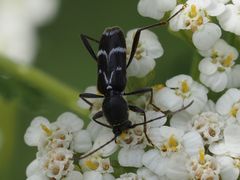 Chlorophorus sartor