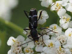 Chlorophorus sartor