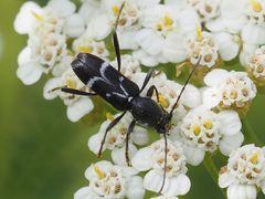 Chlorophorus sartor