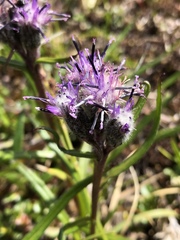 Saussurea angustifolia