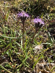 Saussurea angustifolia