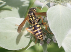 Polistes dominula