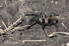 Plesiopelma longisternale