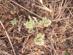 Chorizanthe cuspidata