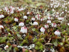 Harrimanella hypnoides