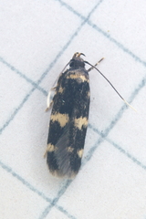 Oegoconia deauratella