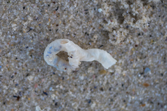 Thylacodes natalensis