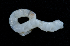 Thylacodes natalensis