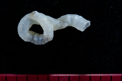 Thylacodes natalensis