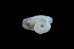 Thylacodes natalensis