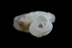 Thylacodes natalensis