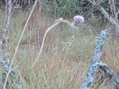 Chresta sphaerocephala