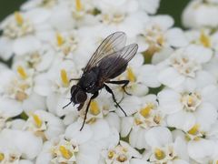 Angioneura