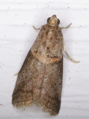Acrobasis juglandis