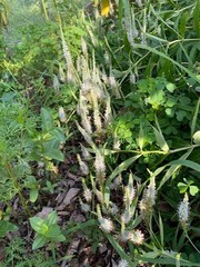 Veronicastrum