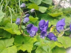 Aconitum plicatum