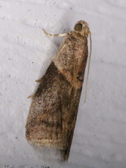 Acrobasis juglandis