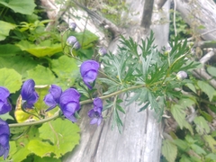 Aconitum plicatum