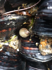 Nucella canaliculata