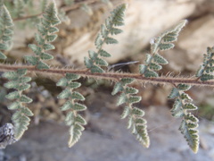 Myriopteris tomentosa image