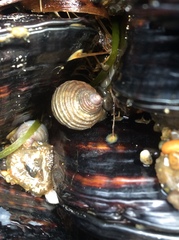 Nucella canaliculata