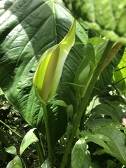 Anthurium nymphaeifolium