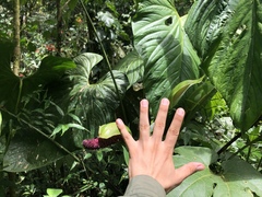 Anthurium nymphaeifolium