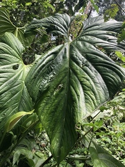 Anthurium nymphaeifolium