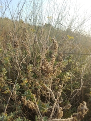 Salvia dominica