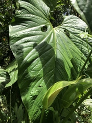 Anthurium nymphaeifolium