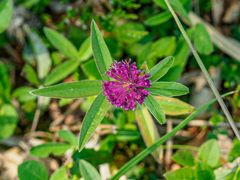 Trifolium alpestre